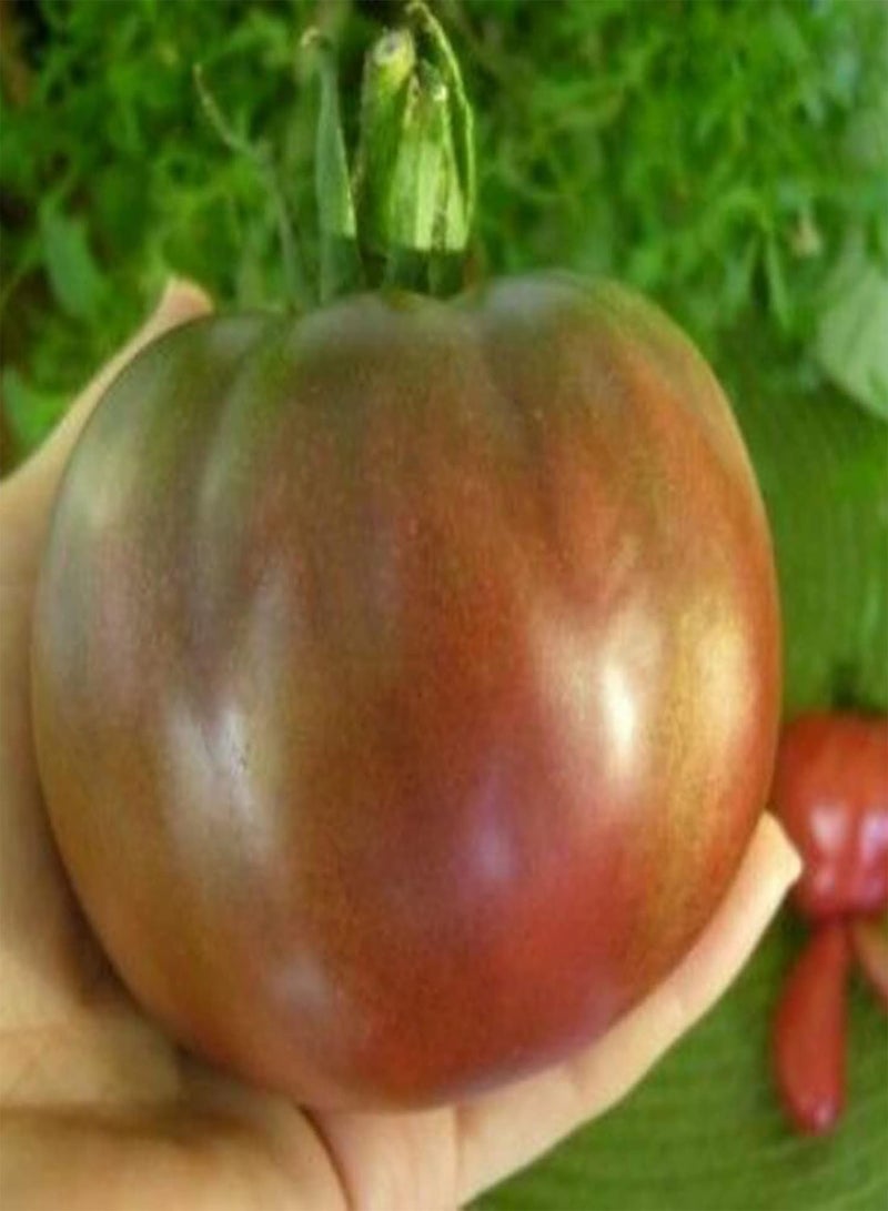 GGOOT 100Pcs/Bag Tomato Seeds for Planting, Easy Plant Non GMO Fast Growing Flavorful Nutritious Vegetable Seeds for Outdoor Easy to Plant,Gardening,Home Decor - Black & Purple - Image 4