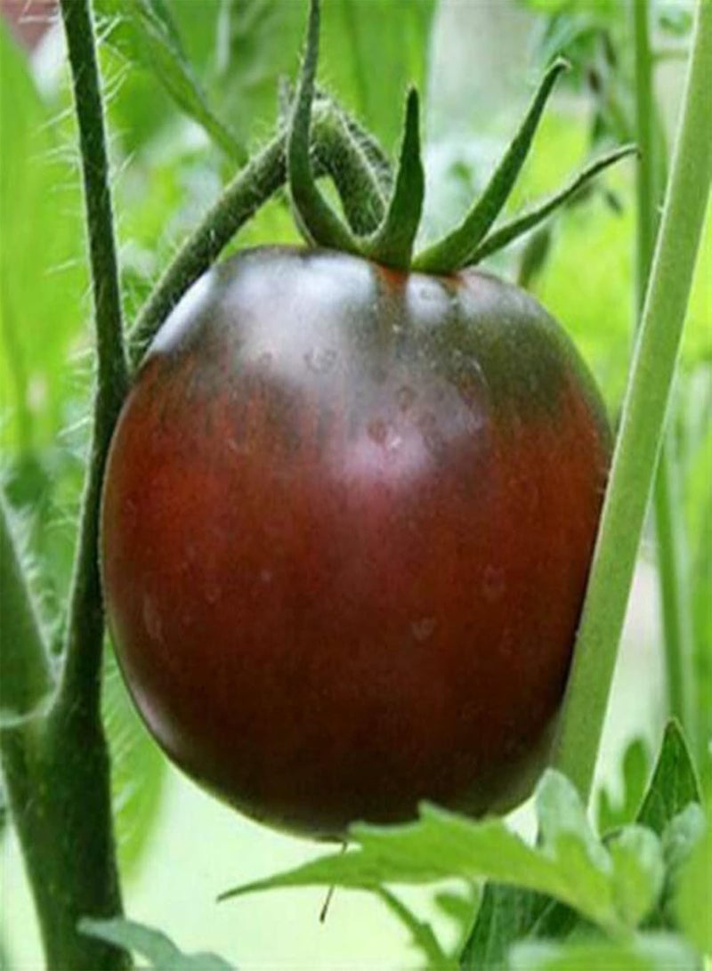 GGOOT 100Pcs/Bag Tomato Seeds for Planting, Easy Plant Non GMO Fast Growing Flavorful Nutritious Vegetable Seeds for Outdoor Easy to Plant,Gardening,Home Decor - Black & Purple - Image 3
