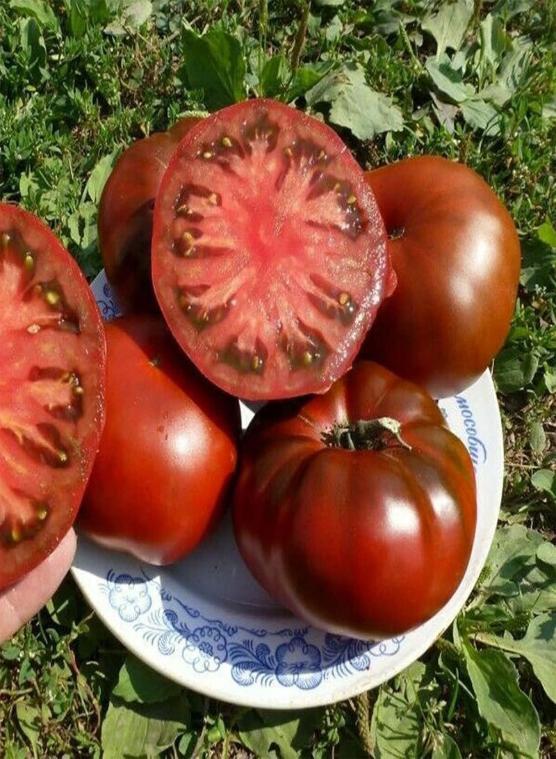 GGOOT 100Pcs/Bag Tomato Seeds for Planting, Easy Plant Non GMO Fast Growing Flavorful Nutritious Vegetable Seeds for Outdoor Easy to Plant,Gardening,Home Decor - Black & Purple - Image 2