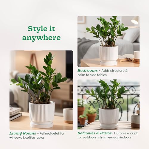 UGAOO Roma Ceramic Pot |Indoor Ceramic Planter for Home, Office, Garden, Balcony - White (5 Inch) - Image 3
