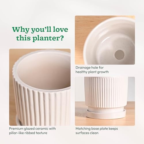 UGAOO Roma Ceramic Pot |Indoor Ceramic Planter for Home, Office, Garden, Balcony - White (5 Inch) - Image 4