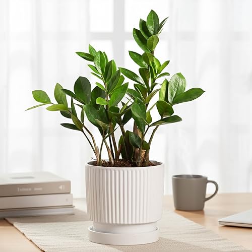 UGAOO Roma Ceramic Pot |Indoor Ceramic Planter for Home, Office, Garden, Balcony - White (5 Inch) - Image 2