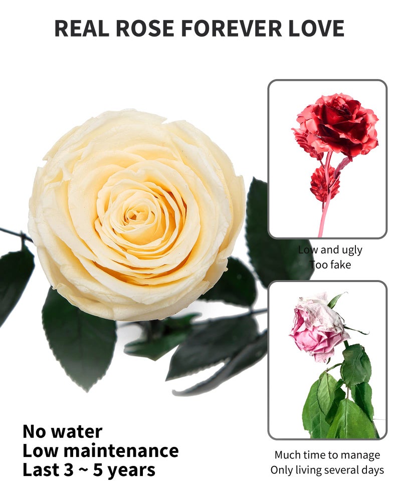 SofLiv Champagne Flowers for Delivery Prime, Preserved Champagne Roses Flower Gifts for Women, Real Roses Single Rose Gifts for Her, Mom Birthday Gifts from Daughter, Valentines Flowers - Image 3