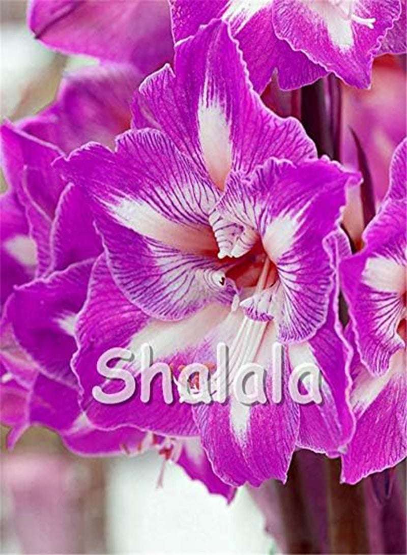 جي جوت بذور جديدة من زهرة زنبق الأمارلس هيبيستروم للزراعة، مختلطة من 3 قطع، 200 قطعة - Image 3