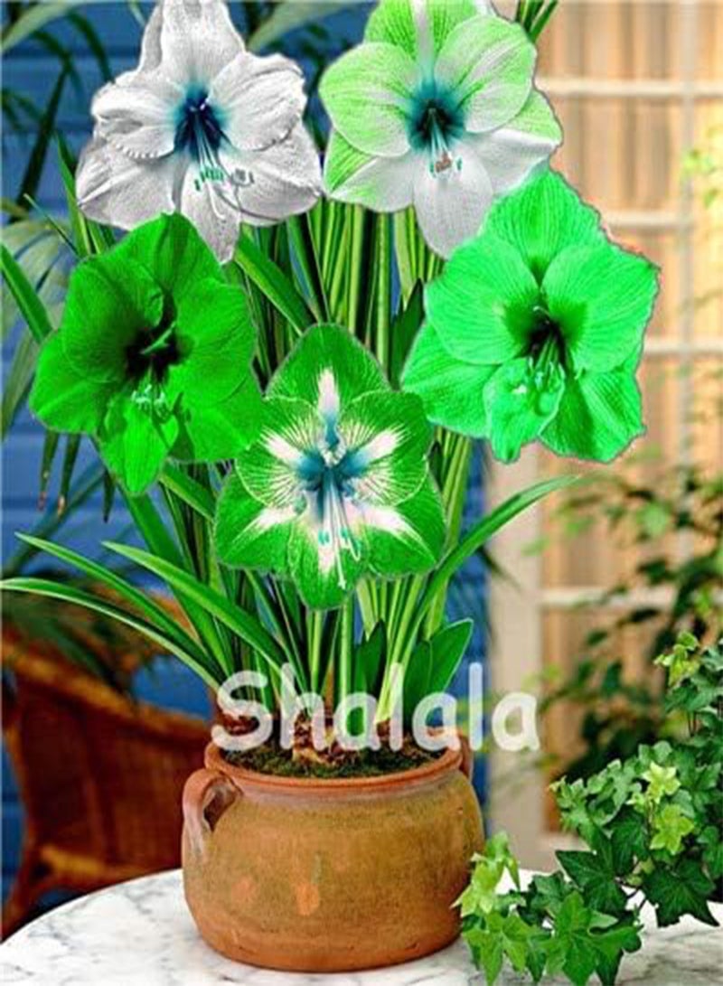 جي جوت بذور جديدة من زهرة زنبق الأمارلس هيبيستروم للزراعة، مختلطة من 3 قطع، 200 قطعة - Image 1