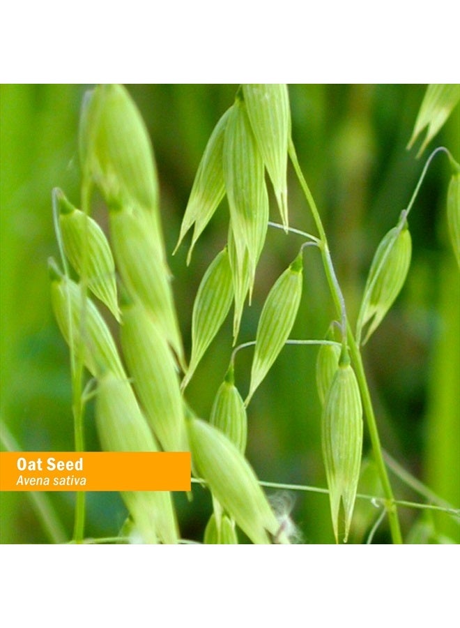 HERB PHARM Certified Organic Oat Seed Liquid Extract for Nervous System Support - 4 Ounce - Image 2