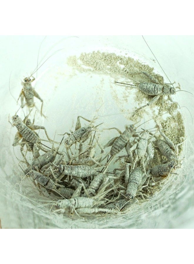 Rep-Cal SRP00200 مسحوق الكالسيوم الفائق النعومة الخالي من الفوسفور لمكملات الزواحف/البرمائيات مع فيتامين D3، 3.3 أونصة - Image 4