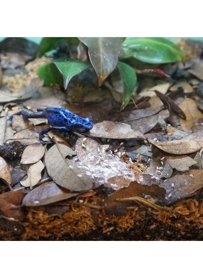 Rep-Cal SRP00200 مسحوق الكالسيوم الفائق النعومة الخالي من الفوسفور لمكملات الزواحف/البرمائيات مع فيتامين D3، 3.3 أونصة - Image 3