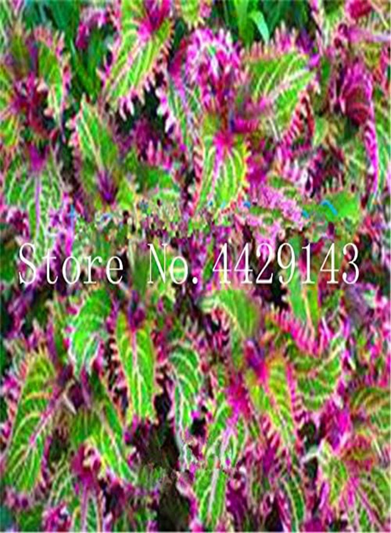 GGOOT New 150pcs Coleus Plant Seeds for Gardening Pink Green - Image 4