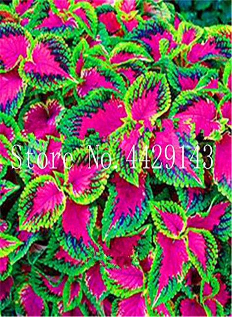 GGOOT New 150pcs Coleus Plant Seeds for Gardening Pink Green - Image 3