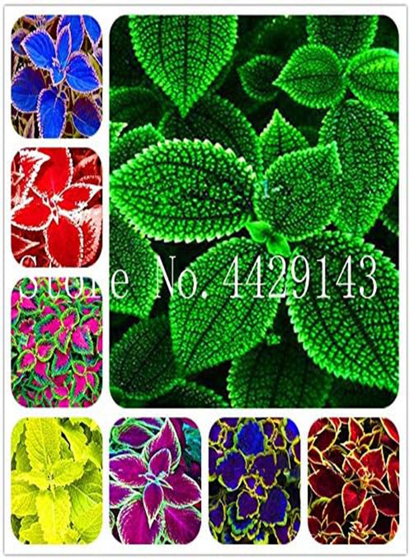 GGOOT New 150pcs Coleus Plant Seeds for Gardening Pink Green - Image 2