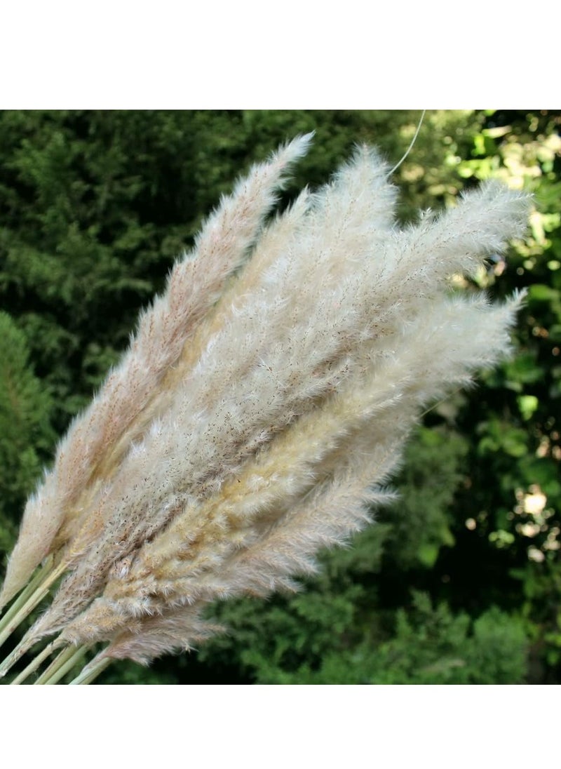 ماركة غير محددة Natural Dried Pampas Grass (9) Cut To Fit Vases  - Image 2