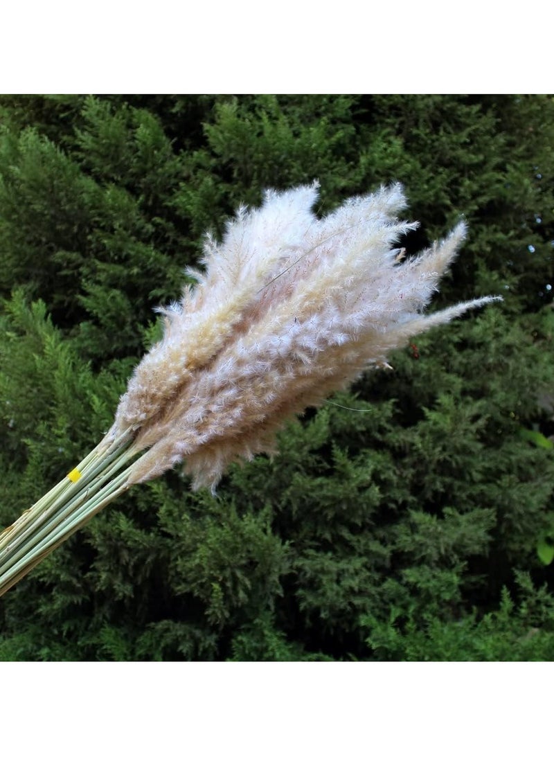 ماركة غير محددة Natural Dried Pampas Grass (9) Cut To Fit Vases  - Image 3