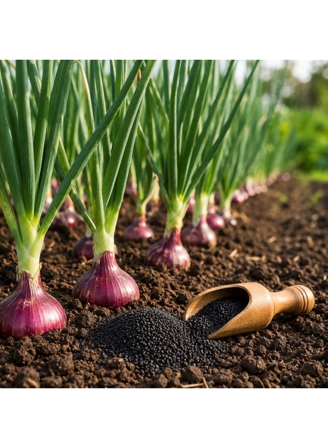 vsell24 Pack of 3-Non-GMO Onion Vegetable Seeds,for Home & Outdoor Gardening - Image 2