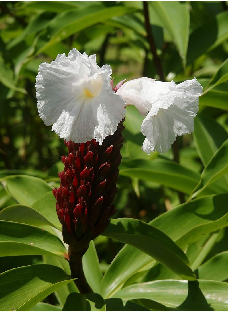GGOOT 25 Costus speciosus Seeds,Crape Ginger, Cheilocostus speciosus, Malay Ginger  - Image 2