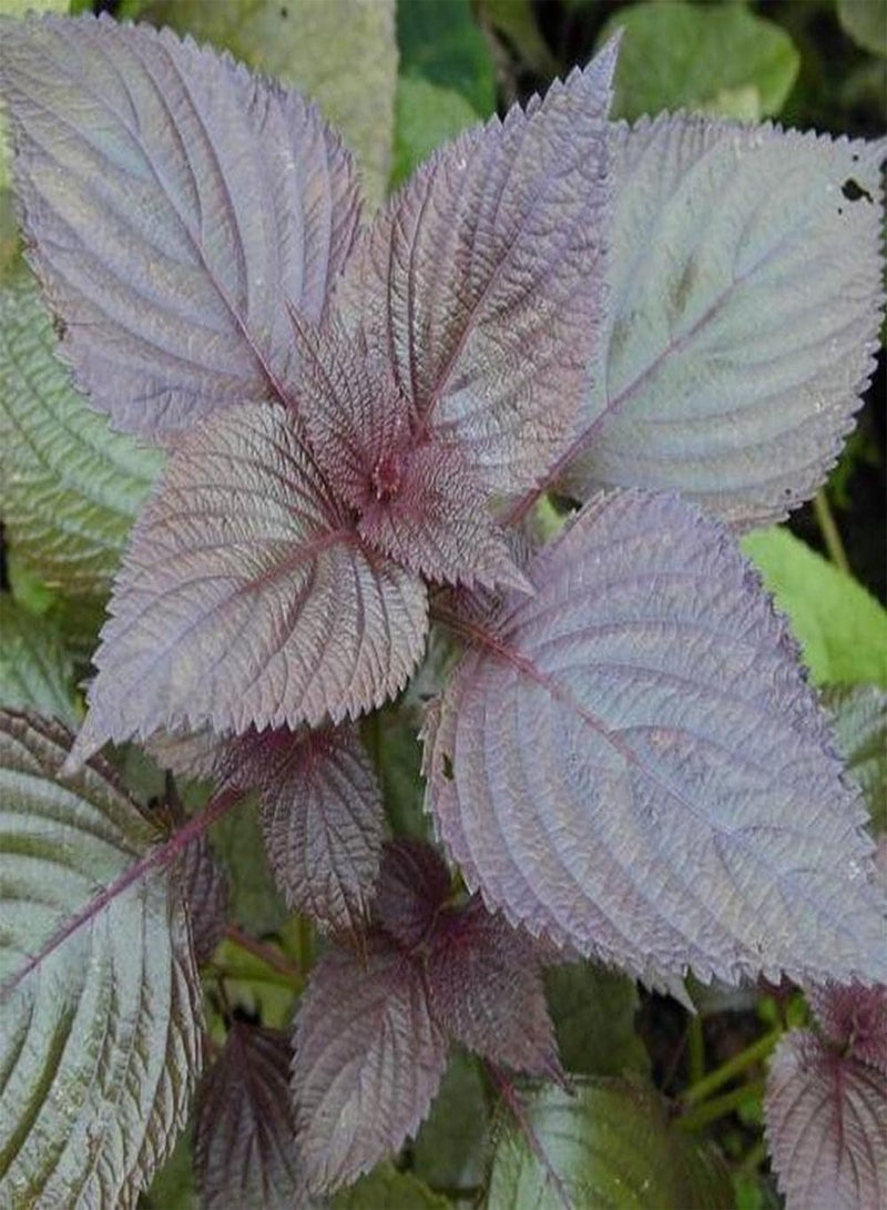 GGOOT 500Pcs Perilla Seeds The Color is Fresh and Pleasant shiso is Ideal Garden Material for Landscaping and Landscape Design - Image 2