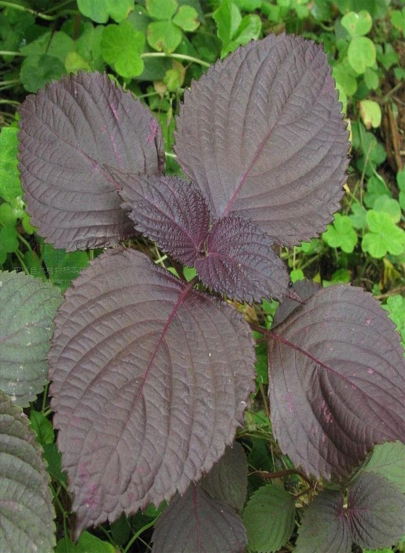 GGOOT 500Pcs Perilla Seeds The Color is Fresh and Pleasant shiso is Ideal Garden Material for Landscaping and Landscape Design - Image 1
