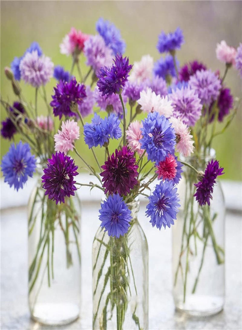 GGOOT 100Pcs Mixed Cornflower Seeds Exquisite Exotic Bouquets Adorn The Room Has Ornamental Value Easy Cultivation and Take Care - Image 1