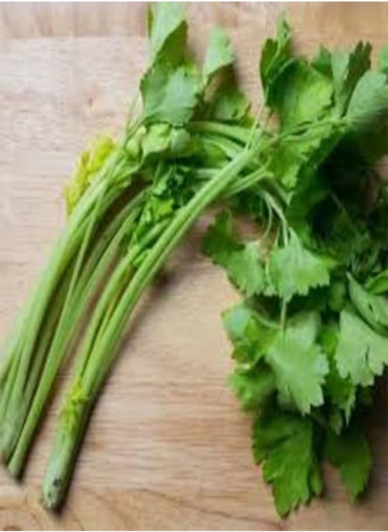 GGOOT Celery Light Green 50 Seeds  - Image 2