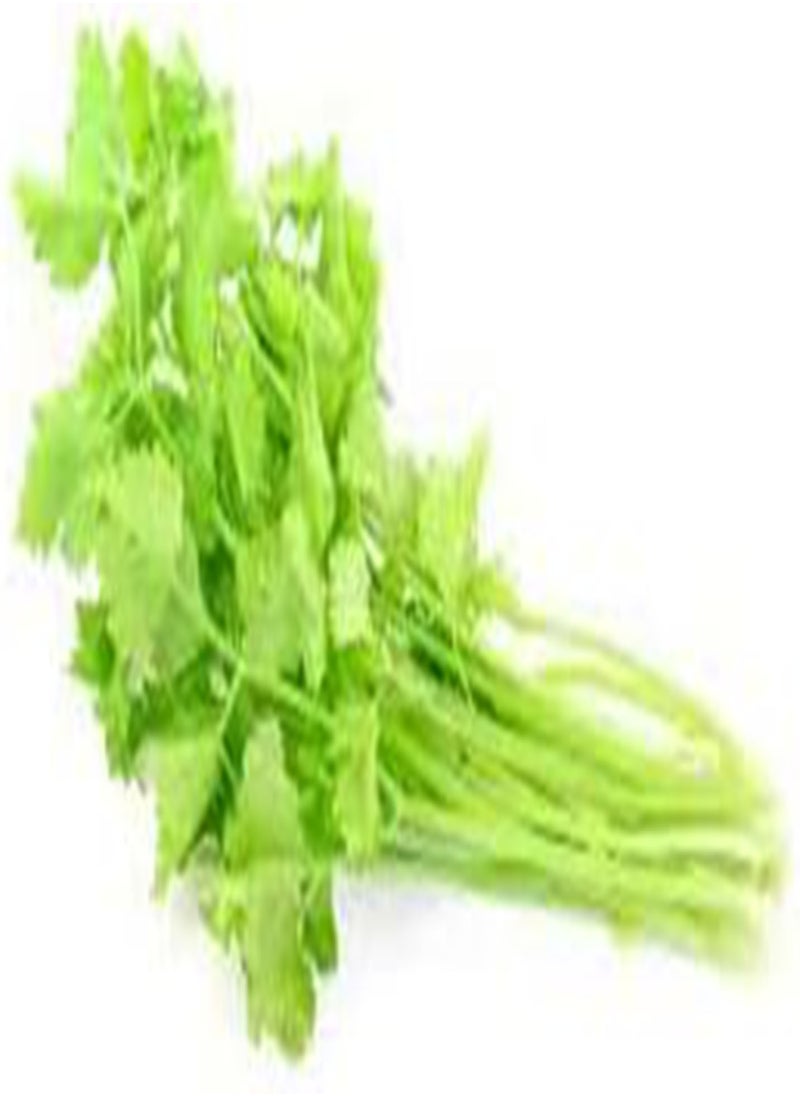 GGOOT Celery Light Green 50 Seeds  - Image 1