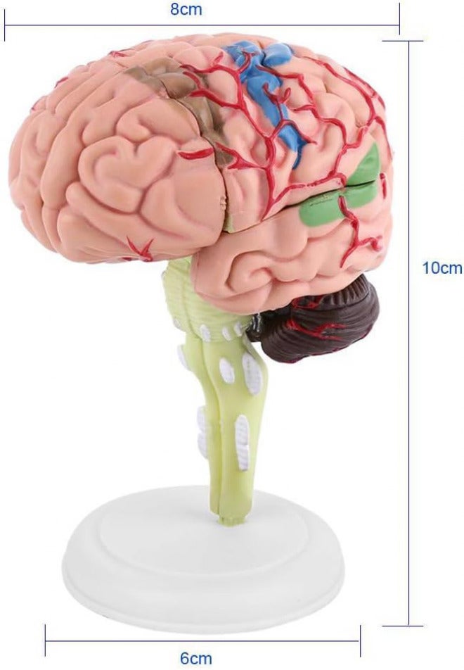 Elegant multi-option build Brain Model Disassembled Brain Model Human Anatomical Colorful 4D Structure Teaching Learning Tool for General Anatomical Study Stable inert material Home & light industrial compatible Gulf approved global quality Modern practical shape Upgraded quality Set product combo compatible Heat insulation layer Durable versatile substance Trendy natural tone options All space matching look Advanced minimal build Foldable Shop & home all-space compatible Multi-source stock guarantee Multi-purpose fine material UV resistant Stable local goods source Worldwide simple practical design Anti slip Global light sturdy raw material Trusted all-purpose quality Local trackable shipment Heat resistant Popular trusted craftsmanship - Image 2