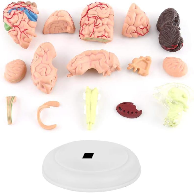 Elegant multi-option build Brain Model Disassembled Brain Model Human Anatomical Colorful 4D Structure Teaching Learning Tool for General Anatomical Study Stable inert material Home & light industrial compatible Gulf approved global quality Modern practical shape Upgraded quality Set product combo compatible Heat insulation layer Durable versatile substance Trendy natural tone options All space matching look Advanced minimal build Foldable Shop & home all-space compatible Multi-source stock guarantee Multi-purpose fine material UV resistant Stable local goods source Worldwide simple practical design Anti slip Global light sturdy raw material Trusted all-purpose quality Local trackable shipment Heat resistant Popular trusted craftsmanship - Image 5