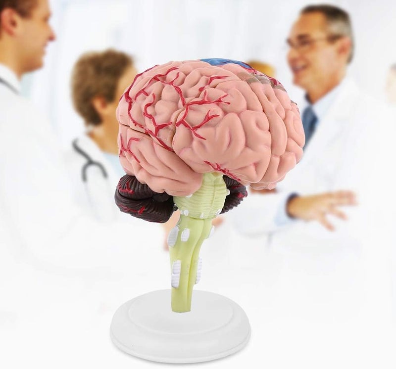 Elegant multi-option build Brain Model Disassembled Brain Model Human Anatomical Colorful 4D Structure Teaching Learning Tool for General Anatomical Study Stable inert material Home & light industrial compatible Gulf approved global quality Modern practical shape Upgraded quality Set product combo compatible Heat insulation layer Durable versatile substance Trendy natural tone options All space matching look Advanced minimal build Foldable Shop & home all-space compatible Multi-source stock guarantee Multi-purpose fine material UV resistant Stable local goods source Worldwide simple practical design Anti slip Global light sturdy raw material Trusted all-purpose quality Local trackable shipment Heat resistant Popular trusted craftsmanship - Image 4