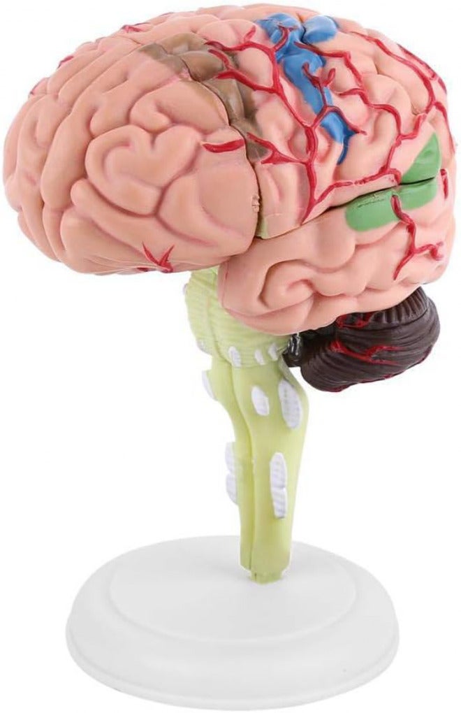 Elegant multi-option build Brain Model Disassembled Brain Model Human Anatomical Colorful 4D Structure Teaching Learning Tool for General Anatomical Study Stable inert material Home & light industrial compatible Gulf approved global quality Modern practical shape Upgraded quality Set product combo compatible Heat insulation layer Durable versatile substance Trendy natural tone options All space matching look Advanced minimal build Foldable Shop & home all-space compatible Multi-source stock guarantee Multi-purpose fine material UV resistant Stable local goods source Worldwide simple practical design Anti slip Global light sturdy raw material Trusted all-purpose quality Local trackable shipment Heat resistant Popular trusted craftsmanship - Image 1