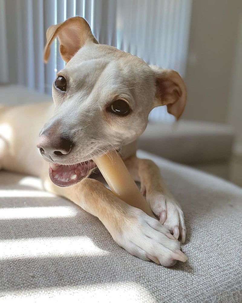 Nylabone Dura Chew Original Dog Chew Toy - Durable Nylon for Medium Dogs - Image 2