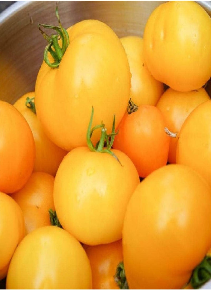GGOOT Tomato Seeds: Golden Jubilee Tomato Seeds Packet Size: 12+ Seed 