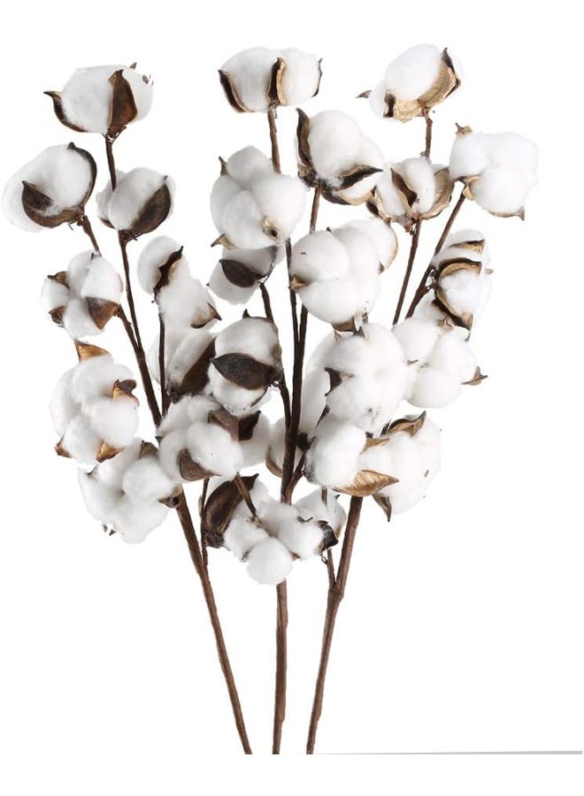 DUNISO 3 Pcs Cotton Stems，30 Balls Cotton，Flowers Plant Natural Dried Floral，Arrangement for Farmhouse Home Table Vase Filler Party DIY Wreath Decor (22 Inch)  - Image 1