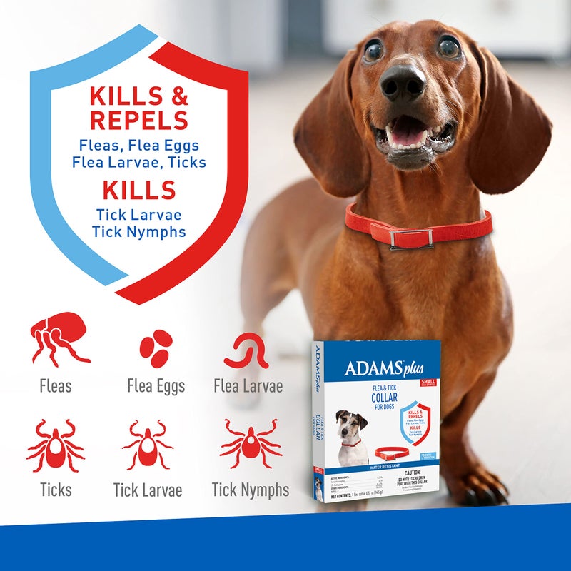 ADAMS Plus Flea & Tick Collar for Dogs, 7-Month Protection, Adjustable Collar Fits Small Dogs & Puppies, Kills Fleas & Ticks - Image 3
