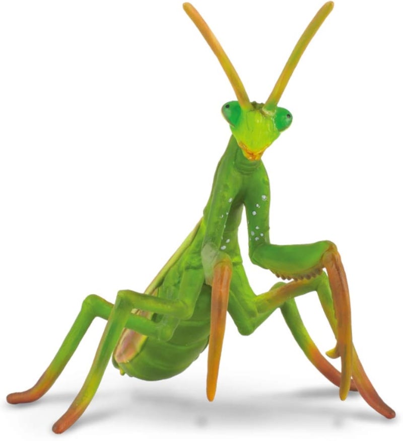 Praying Mantis
