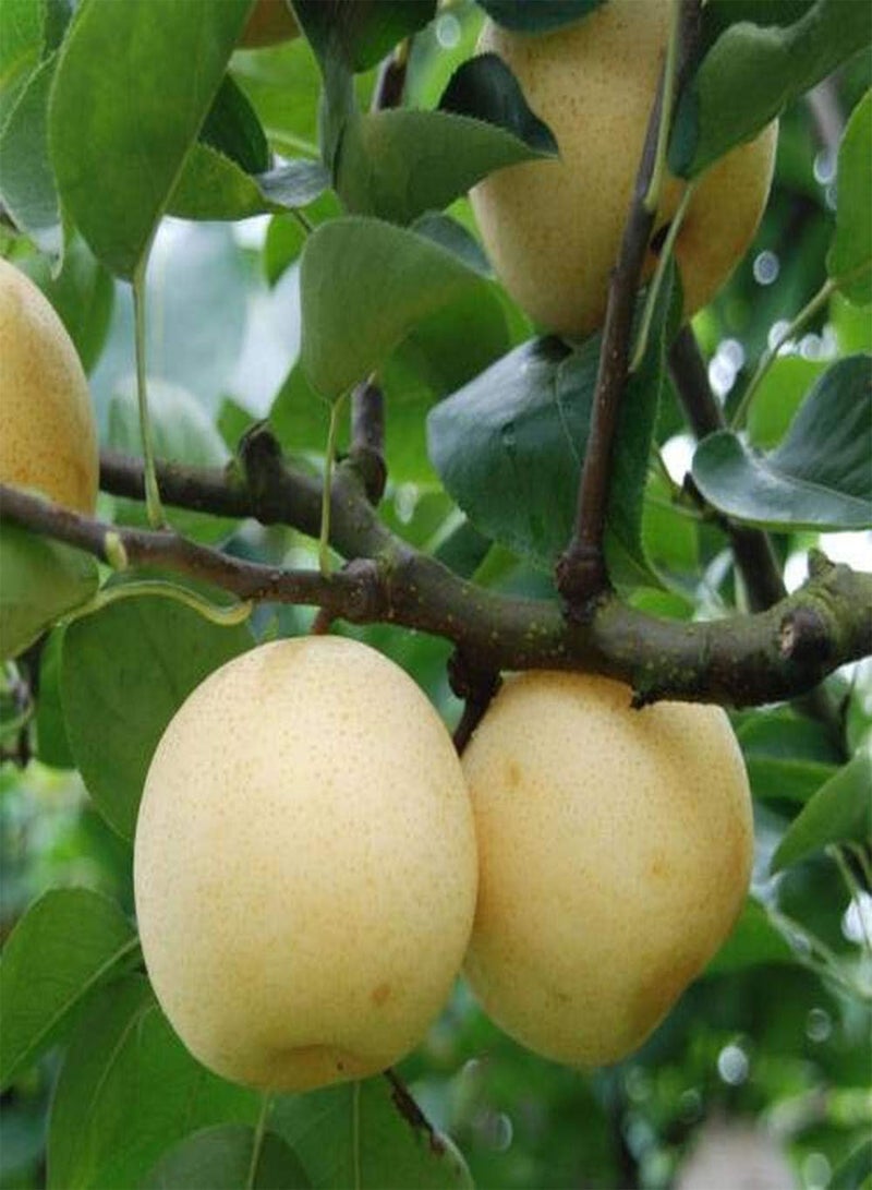 GGOOT 50pcs Pear Seeds Perennial Deciduous Fruit Trees Warm Colors Juicy Fruit Add Style to The Garden Farm Efficient Planting - Image 1