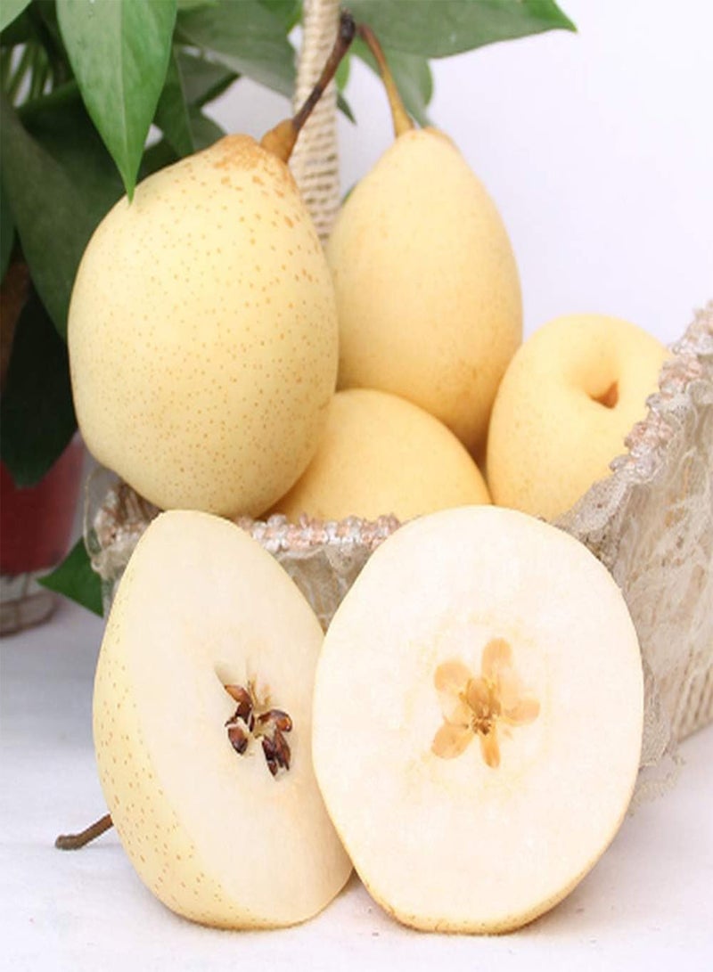 GGOOT 50pcs Pear Seeds Perennial Deciduous Fruit Trees Warm Colors Juicy Fruit Add Style to The Garden Farm Efficient Planting - Image 2