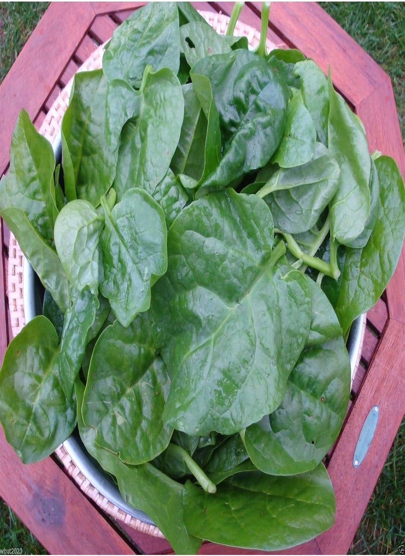 GGOOT Green Malabar Spinach-10 Seeds [Guyana Thick Leaf Callaloo] Fast-Growing Vine  - Image 3