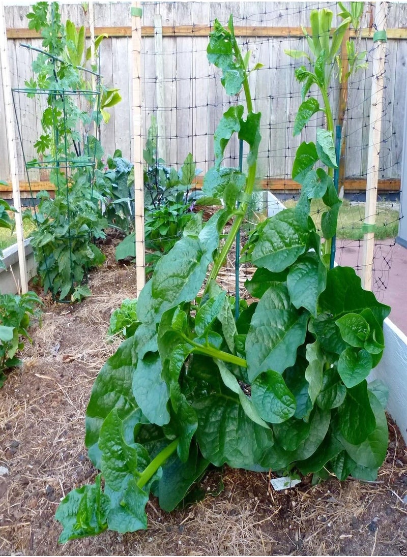 GGOOT Green Malabar Spinach-10 Seeds [Guyana Thick Leaf Callaloo] Fast-Growing Vine  - Image 1