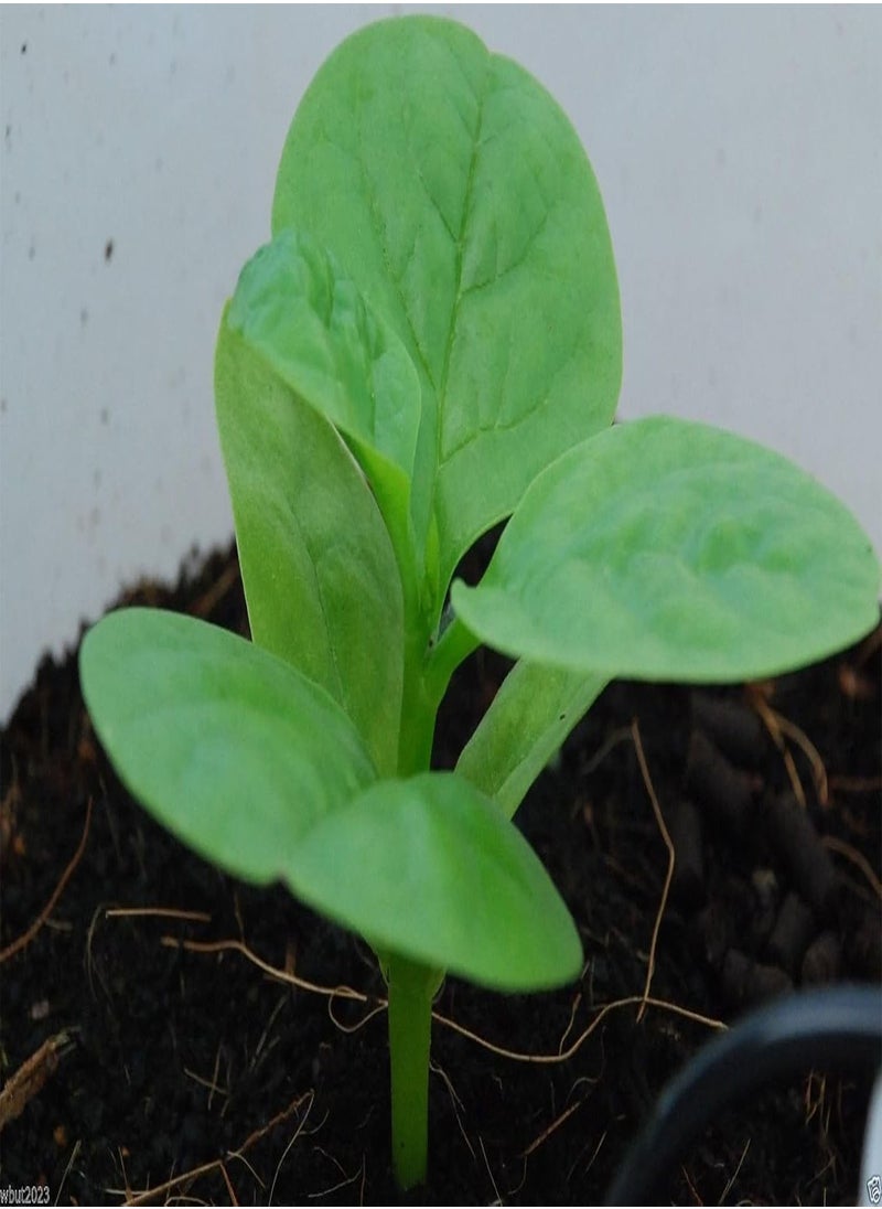 GGOOT Green Malabar Spinach-10 Seeds [Guyana Thick Leaf Callaloo] Fast-Growing Vine  - Image 2