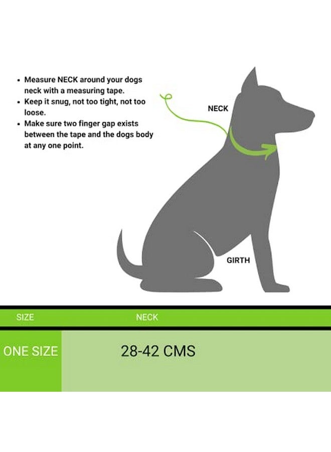 Dog Collar Leash Set Included Bell Nylon Reflective Puppy Collar Walking Leash Lead Set Adjustable For Small Puppy-Chihuahua Yorkie-Width-1.5Cm (Pack Of 1) (Purple) - Image 3