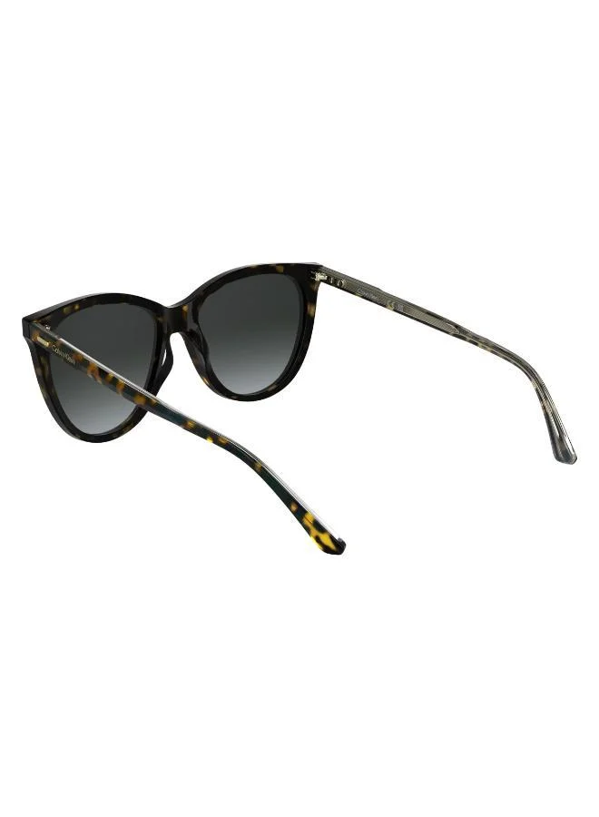 CALVIN KLEIN  Butterfly Sunglasses for Women | Best Price UAE