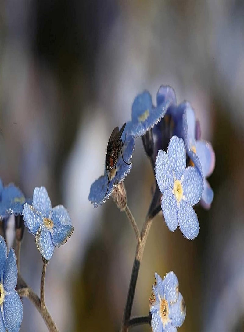 جي جوت 100 قطعة من بذور "لا تنساني" حديقة جميلة ذات رائحة جميلة ونمو قوي يجذب الفراشات والنحل على نطاق واسع للزراعة في الفناء - Image 4