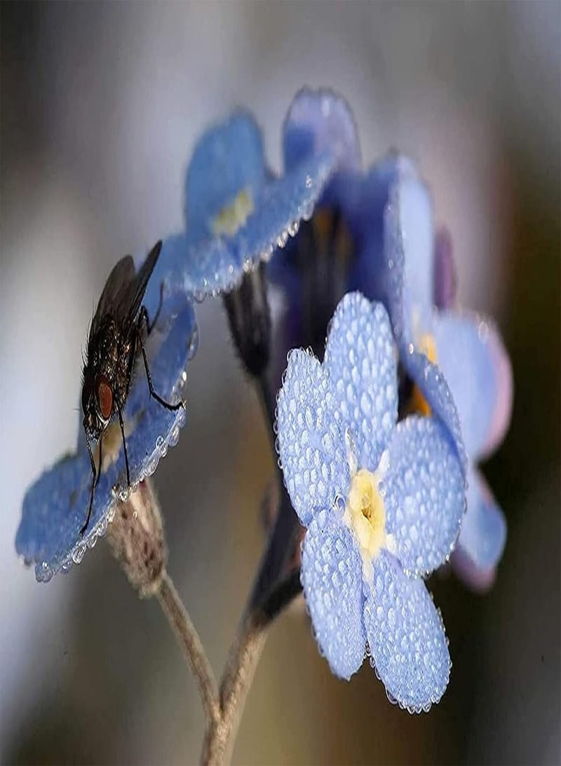 جي جوت 100 قطعة من بذور "لا تنساني" حديقة جميلة ذات رائحة جميلة ونمو قوي يجذب الفراشات والنحل على نطاق واسع للزراعة في الفناء - Image 3