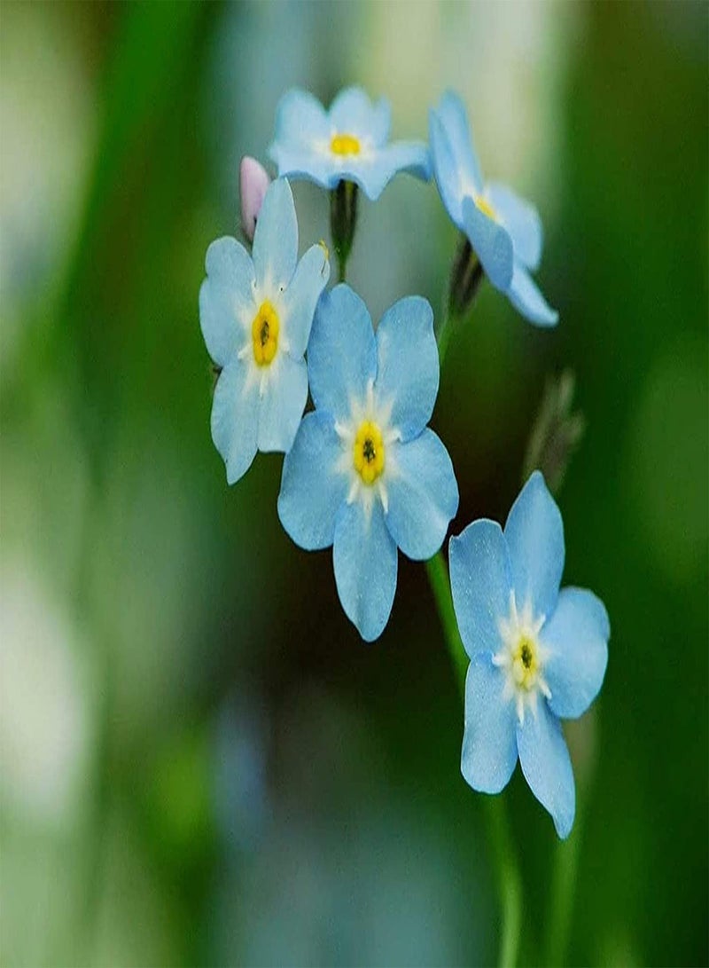 جي جوت 100 قطعة من بذور "لا تنساني" حديقة جميلة ذات رائحة جميلة ونمو قوي يجذب الفراشات والنحل على نطاق واسع للزراعة في الفناء - Image 5