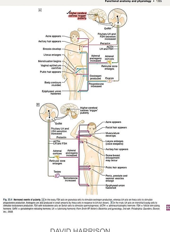 Adolescent & Transition Medicine – by David Harrison - Image 5