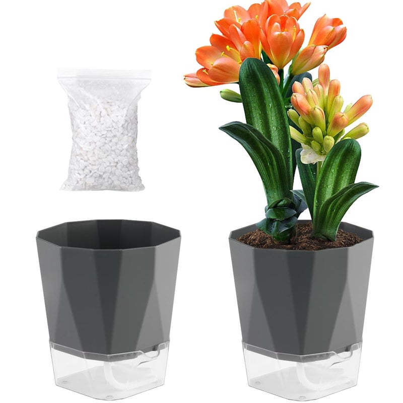 Planterhoma 2 Pack Self Watering Plant Pots 8.4" Self Watering Planters for Indoor and Outdoor Plants African Violet Self Watering Clear Pots for Plants Large Herb Orchid Flower Houseplant Pots, Dark Grey - Image 1