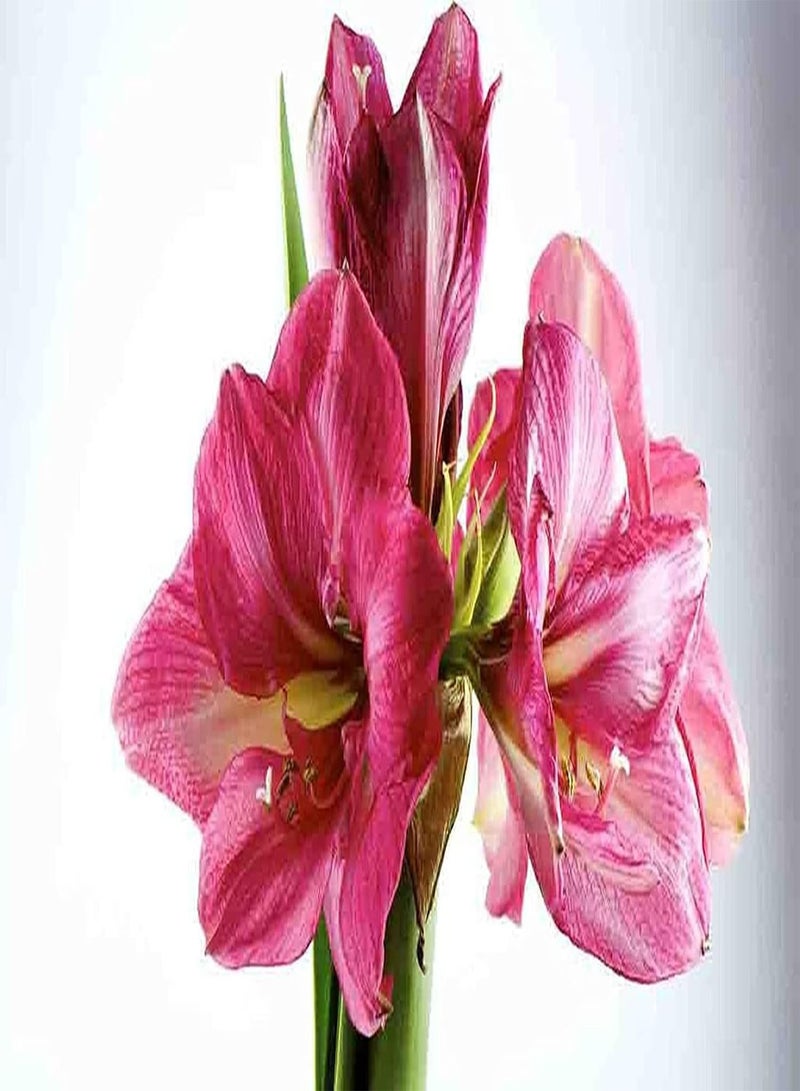 جي جوت 3 قطع من بذور الأمارلس للزراعة الداخلية والخارجية، أزهار وردية جذابة، مقاومة للجفاف، زراعة بسيطة - Image 2