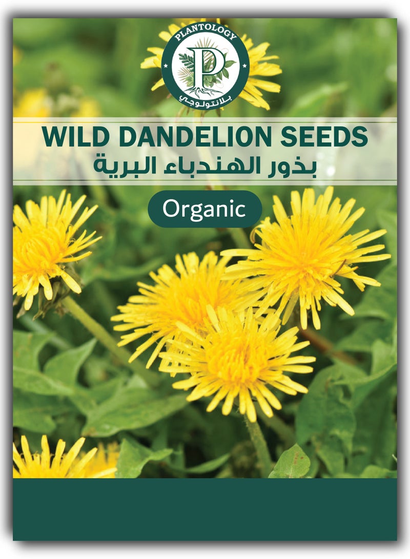 Wild Dandelion Seeds for Planting - Vegetable Seeds - Image 1