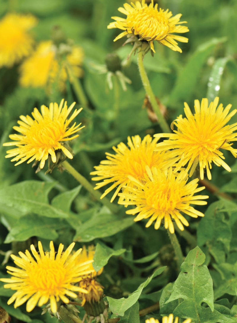 Wild Dandelion Seeds for Planting - Vegetable Seeds - Image 2