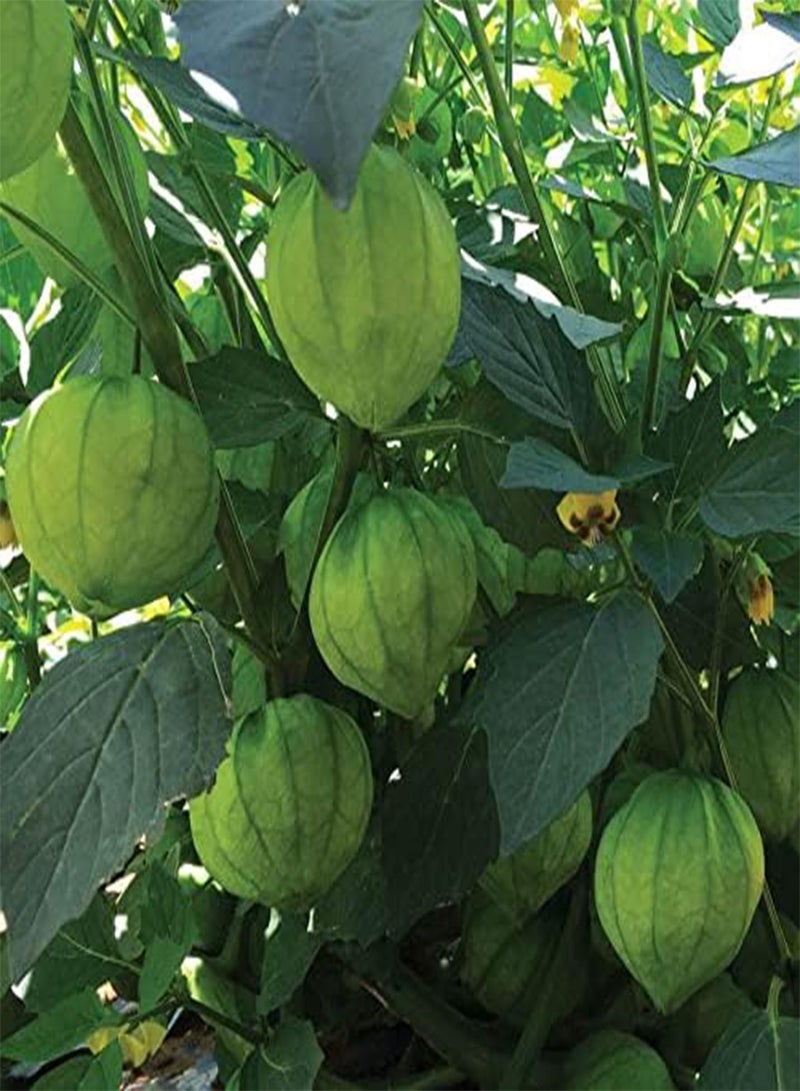 GGOOT Super Verde Hybrid Tomatillo Seeds, Green Oblong Tomato, Pack of 30 Seeds - Image 2