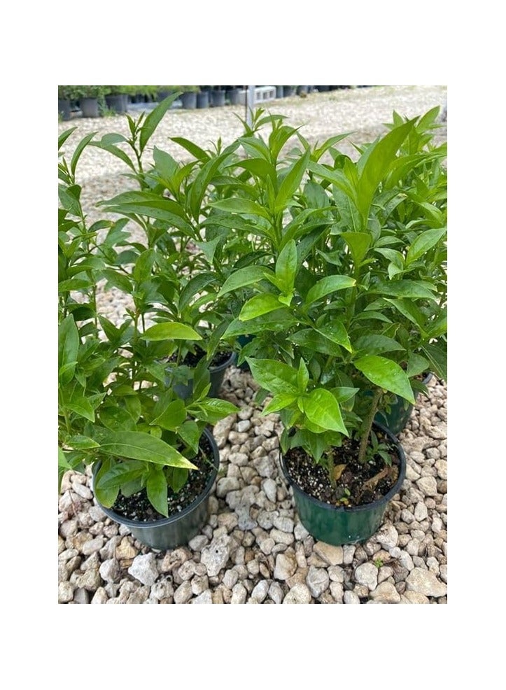 نبات ليلي من سيستروم - مسك ليلي - Image 3